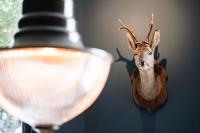 ホテルの敷地内または近くにいる動物