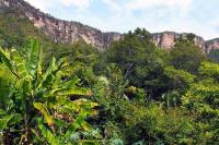 Mariri Jungle Lodge في ألتو بارايسو دي غوياس: اطلالة على غابة فيها جبال في الخلفية