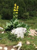 a plant with yellow flowers sitting next to a rock at La Clé des Champs in Les Fourgs