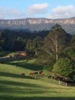 a herd of cows grazing in a field with mountains in the background at Amaroo Valley Springs in Barrengarry