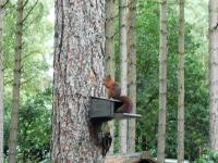 a squirrel sitting on a bird feeder in a tree at Camping Siesta in Lille