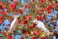 two white birds perched in a tree with red berries at Lorne Foreshore Caravan Park in Lorne