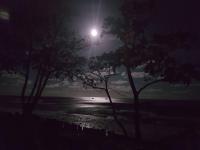 a full moon over a beach at night with trees at Pousada São Francisco in Cumuruxatiba