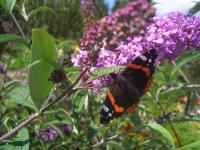 a butterfly is sitting on a purple flower at Ferienappartement am Leisnitzbach in Tamsweg