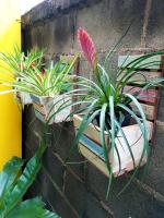 two potted plants are sitting on a brick wall at Baan Baimai Boutique Room in Phra Nakhon Si Ayutthaya