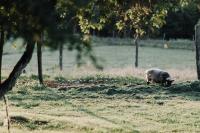 ファームステイの敷地内または近くにいる動物