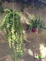 a green plant growing on a wall with two plants at Baan Baimai Boutique Room in Phra Nakhon Si Ayutthaya