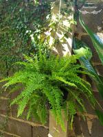 a green plant sitting on a brick wall at Baan Baimai Boutique Room in Phra Nakhon Si Ayutthaya