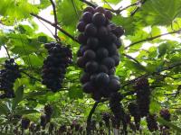 a bunch of grapes hanging from a tree at Taichung Xinshe Garden Life Homestay B&amp;B in Xinshe