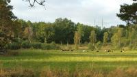 Naturlandschaft in der Nähe des Bauernhofs