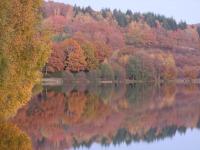 a reflection of trees in a lake in the fall at Hotel de Bourgogne in Saulieu