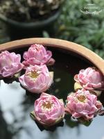 a group of pink flowers in a bowl of water at Baan Baimai Boutique Room in Phra Nakhon Si Ayutthaya