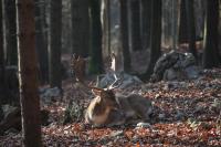Zvieratá v apartmáne alebo blízkom okolí