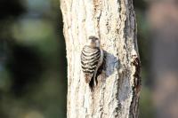 ホテルの敷地内または近くにいる動物