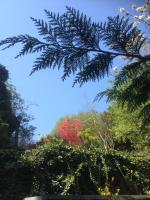 a tree with red leaves in the background at TOPFLOOR Les Terrasses in Dieppe