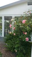 a bush of pink roses in front of a house at Villa Jani b&amp;b in Breitscheid