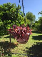 Zahrada ubytování Cirali Friends Pension&Camping