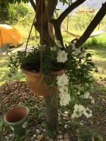 Zahrada ubytování Cirali Friends Pension&Camping