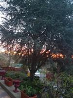 a tree in a garden with a car parked under it at Hôtel-Logis La Coraline in Gannat