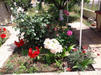A garden outside Τhe Roses House