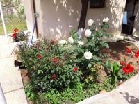 A garden outside Τhe Roses House