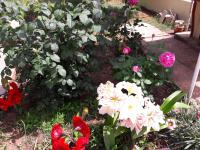 A garden outside Τhe Roses House