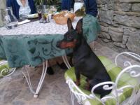 Domáce zviera alebo zvieratá hostí v ubytovaní al Merlo Olivo, rural istrian house
