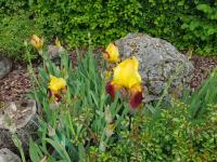 a group of flowers in a garden next to a rock at Hôtel-Logis La Coraline in Gannat