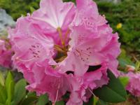 a close up of pink flowers on a plant at Hôtel-Logis La Coraline in Gannat