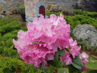 a bunch of pink flowers in a garden at Hôtel-Logis La Coraline in Gannat