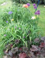 a garden with purple flowers in the grass at Chambre d&#39;hôtes La Guéjaillière in Beaumont-Pied-de-Boeuf