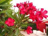 A garden outside Kallopsia - Glifada Beach Menigos Resort by New Era