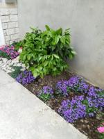 Zahrada ubytování Apartment Visoka