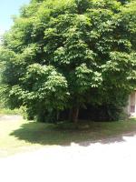 a large tree sitting in the middle of a yard at Meublé de tourisme &quot;Les brosses tillots&quot; in Mary
