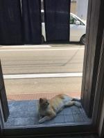 宿泊客と一緒に328 Hostel & Loungeに滞在中のペット