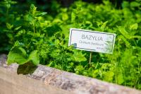 Vonkajšia záhrada v ubytovaní Hotel Masuria