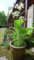 Gallery image of Monet Garden Coffee Farm in Chinan