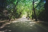 a person riding a bike down a tree lined road at Hotel Espresso in Amsterdam