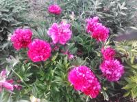 A garden outside House Rodia