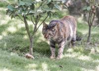 a cat walking in the grass next to a tree at Crossing The Rainbow Bridge B&amp;B in Chongde