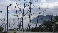 a tree with no leaves next to a street light at TFG B&amp;B in Lugu Lake