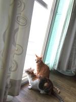 two cats sitting in front of a window at Beauty Home Homestay in Hualien City