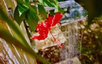 Beach Villas & Apartments Larimarにある庭