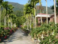 a walkway lined with palm trees and flowers at Jia Jia Homestay in Yuli