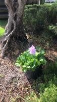 a pink flower in a pot next to a tree at Hotel El Paso in Vejer de la Frontera