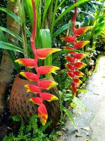 a group of red and yellow flowers on a plant at Baan Baimai Boutique Room in Phra Nakhon Si Ayutthaya