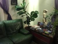 a living room with a green couch and a plant at Hôtel Myosotis in Lourdes