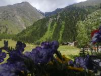 un champ de fleurs avec des montagnes en arrière-plan dans l&#39;établissement Haus Pechtl, à Sankt Leonhard im Pitztal