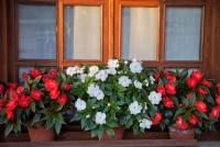 Zahrada ubytování Posada San Pedro