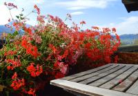 a bunch of red flowers next to a wooden bench at Haus Susanne in Radstadt
